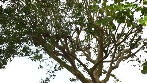 Trees in the wind - 4K Stock Footage 162572751