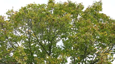 Trees in the wind - 4K Stock Footage 162572760