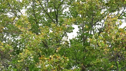 Trees in the wind - 4K Stock Footage 162572777