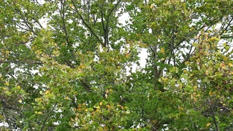 Trees in the wind - 4K Stock Footage 162572778