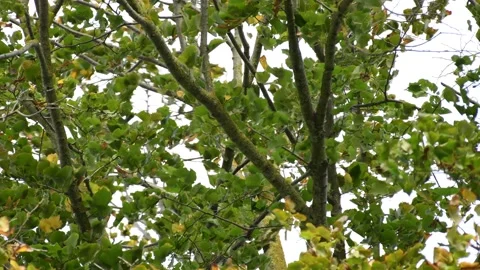 Trees in the wind - 4K Stock Footage 162572784