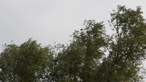 Trees in the wind - 4K Stock Footage 162572899