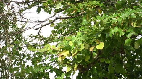 Trees in the wind - 4K Stock Footage 162572904