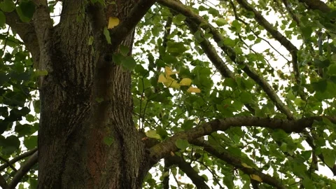 Trees in the wind - 4K Stock Footage 162572922