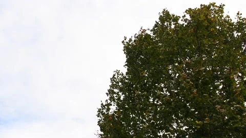 Trees in the wind - 4K Stock Footage 162572933