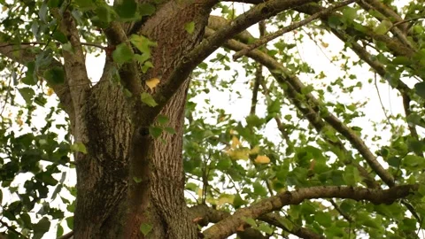 Trees in the wind - 4K Stock Footage 162572934