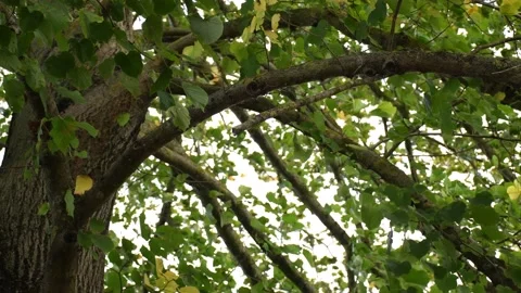 Trees in the wind - 4K Stock Footage 162572979