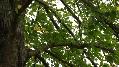 Trees in the wind - 4K Stock Footage 162573001