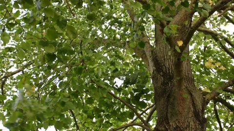 Trees in the wind - 4K Stock Footage 162573003