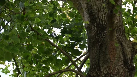 Trees in the wind - 4K Stock Footage 162573004