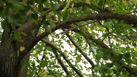 Trees in the wind - 4K Stock Footage 162573019