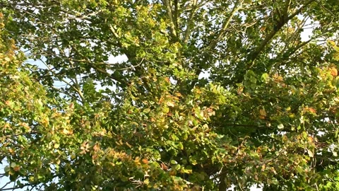 Trees in the wind - 4K Stock Footage 162573110