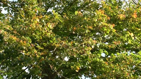 Trees in the wind - 4K Stock Footage 162573122