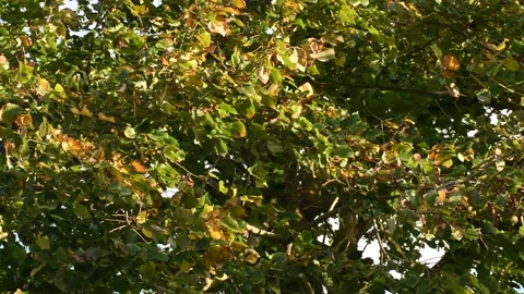 Trees in the wind - 4K Stock Footage 162573126