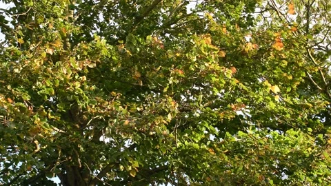 Trees in the wind - 4K Stock Footage 162573129
