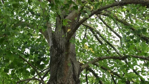 Trees in the wind - 4K Stock Footage 162573138