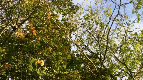 Trees in the wind - 4K Stock Footage 162573525