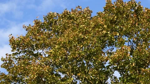 Trees in the wind - 4K Stock Footage 162573526