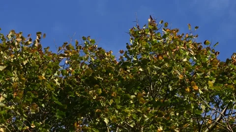 Trees in the wind - 4K Stock Footage 162573532