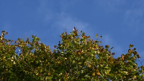 Trees in the wind - 4K Stock Footage 162573534