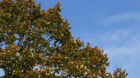 Trees in the wind - 4K Stock Footage 162573542