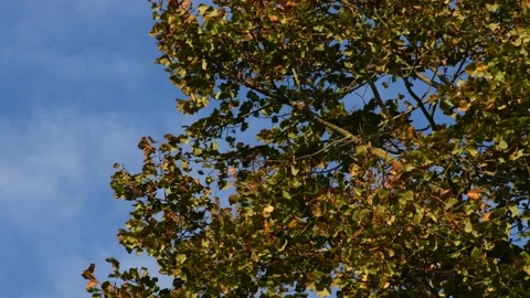 Trees in the wind - 4K Stock Footage 162573614