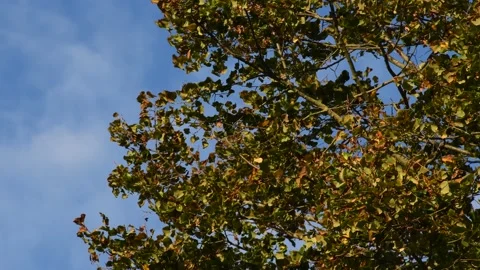 Trees in the wind - 4K Stock Footage 162573629