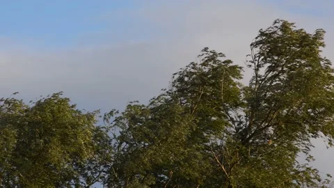 Trees in the wind - 4K Stock Footage 162573653
