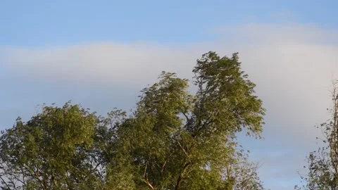 Trees in the wind - 4K Stock Footage 162573691