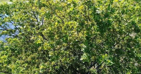 Trees, wind and sun and river in good weather all the movements. 스톡 동영상 93998122
