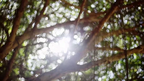 Trees, wind and sun in good weather all the movements with beautiful lens flare Stock Footage 85089294