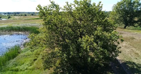 Trees, wind and sun in good weather all the movements. 스톡 동영상 93998518