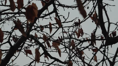 Trees On The Wind, Autumn Season, Rainy day Stock Footage