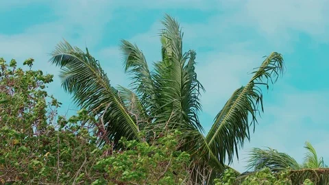 Trees in Wind Bahamas Stock Footage 107948070