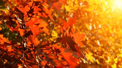 Trees on the wind, beautiful autumn. Stock Footage