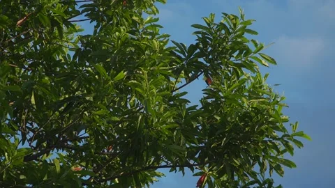Trees In The Wind Beneath a Blue Sky Stock Footage 230148363