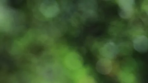 Trees in a wind blurred effect footage Stock Footage 154554623