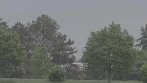 Trees in Wind Cloudy Day Stock Footage 155399928