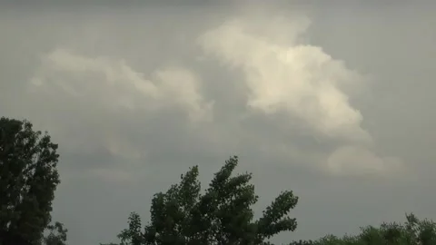 Trees in the wind cloudy sky birds flying Stock Footage 150827949