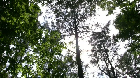 Trees in wind Video stock 482991