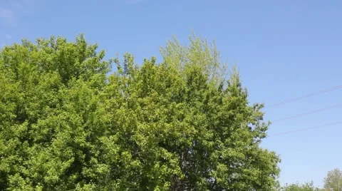 Trees in wind Stock Footage 6135548