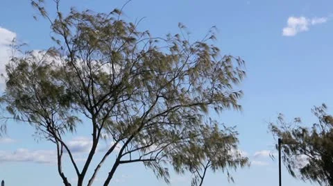 Trees In The Wind Stock Footage 9197154