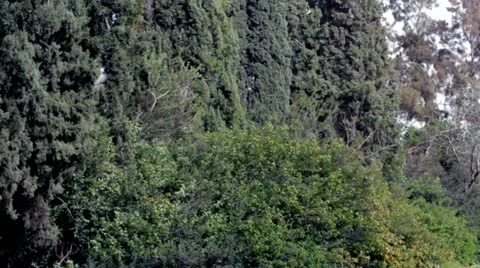 Trees on the wind. 库存影片 10901975