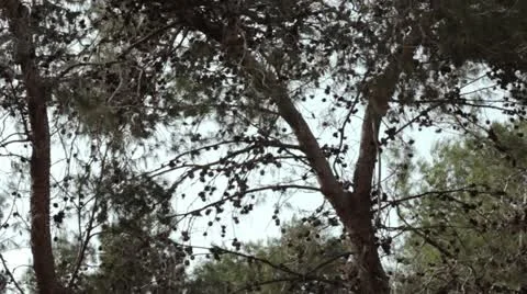 Trees on the wind. 库存影片 10901986