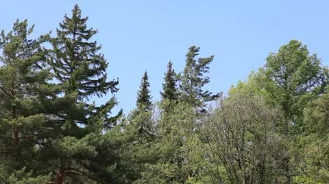 Trees in the wind Stock Footage 12679942