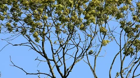 Trees in the wind Stock Footage 12766593
