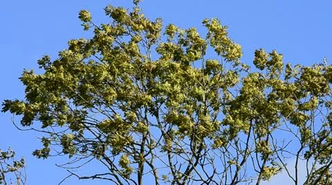 Trees in the wind Stock Footage 12766722