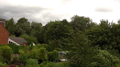 Trees in the wind Stock Footage 26429541