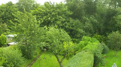 Trees in the wind Stock Footage 26429753