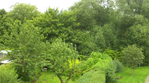 Trees in the wind Stock Footage 26431348